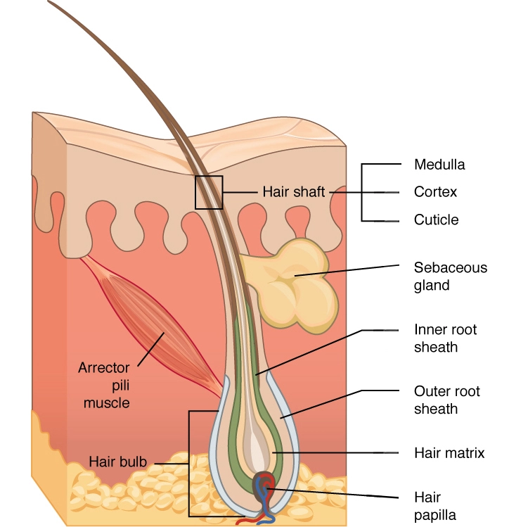 hair anatomy